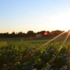 2018 Farmland Access Conference request for proposals due August 20 corn-field-sunlight-unsplash-photo-by-jake-gard