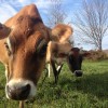 Organic farm succession may be key to future of dairy farms photo credit: Benedikt Dairy