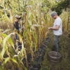 Learning to love a farmland lease peck-photo-11