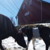 A farmer’s story of a successful farm transfer that took patience, support & expert guidance Stone-Wall-Dairy-Farm-CT-photo-credit-Stone-Wall-Dairy-Farm-13