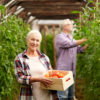 Do you know senior farmers looking towards retirement? Senior farmer picking tomatoes up at farm greenhouse